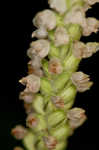 Downy rattlesnake plantain